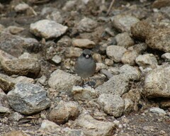Junco hyemalis mearnsi × caniceps