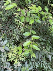 Hemiptelea davidii