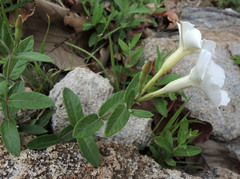 Mandevilla hypoleuca