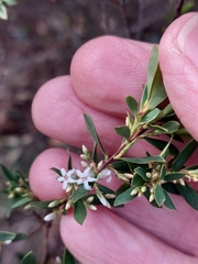Styphelia mutica