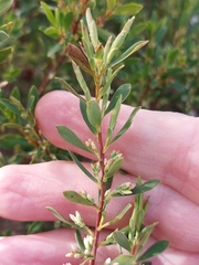 Styphelia mutica