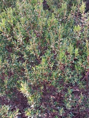 Styphelia mutica