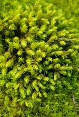 Racomitrium aciculare