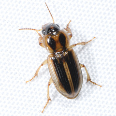 Stenolophus maculatus