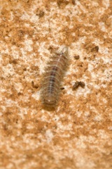 Polyxenidae