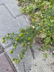 Matricaria discoidea