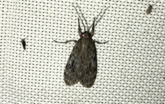 Eucereon pilatii