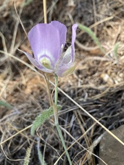 Calochortus nitidus
