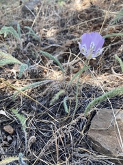 Calochortus nitidus