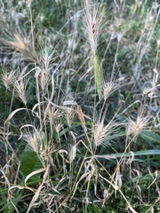 Hordeum murinum
