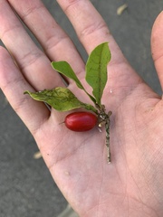 Synsepalum dulcificum