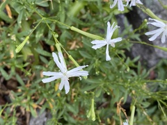 Silene fissipetala kiruninsularis