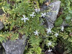 Silene fissipetala kiruninsularis