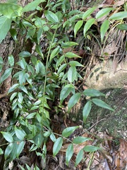 Coptosapelta diffusa