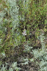 Allium praescissum