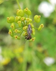 Nithecus jacobaeae