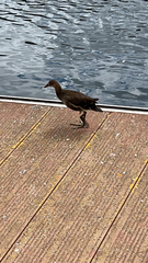 Gallinula chloropus