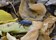 Protaetia opaca