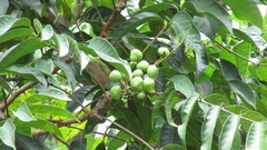 Tetragastris panamensis