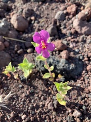 Diplacus cusickioides