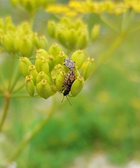 Nithecus jacobaeae