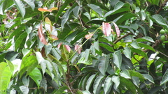 Tetragastris panamensis