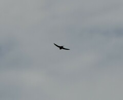 Cheramoeca leucosterna