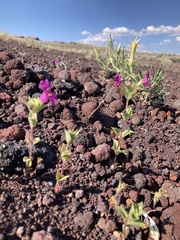 Diplacus cusickioides