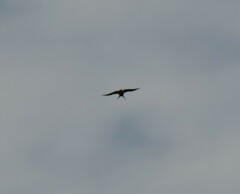 Cheramoeca leucosterna