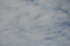 Cheramoeca leucosterna