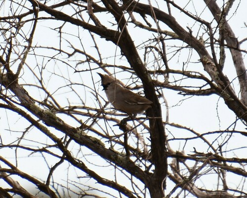 Chiming Wedgebill (Psophodes occidentalis), photo 6
