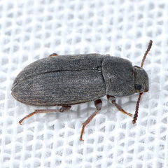 Blapstinus histricus