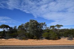 Banksia ashbyi ashbyi