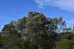 Banksia ashbyi ashbyi