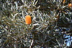Banksia ashbyi ashbyi