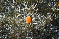 Banksia ashbyi ashbyi
