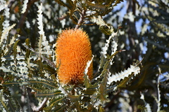 Banksia ashbyi ashbyi