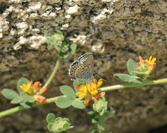 Plebejus melissa paradoxa