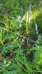Galium mollugo