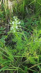 Galium mollugo