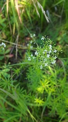 Galium mollugo