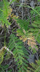 Tanacetum bipinnatum