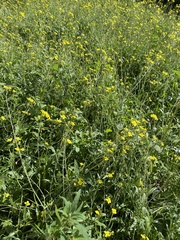 Diplotaxis tenuifolia