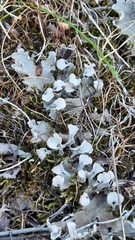 Peltigera