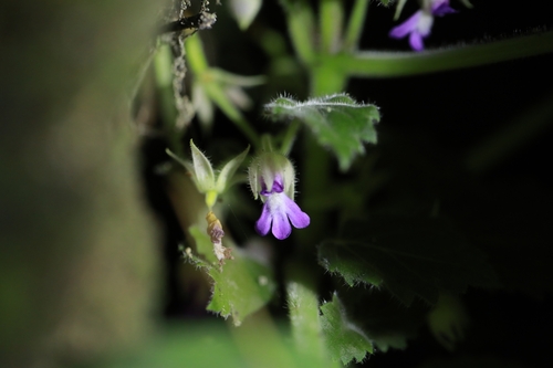 Ornithoboea henryi