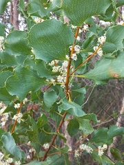 Hakea undulata