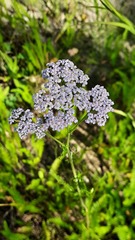 Achillea millefolium