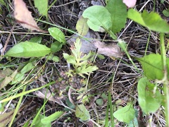 Botrychium alaskense