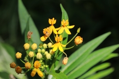 Asclepias curassavica