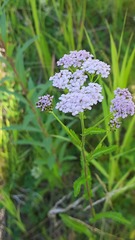 Achillea millefolium